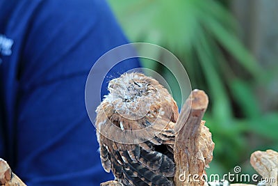 Perched rescued owl eyes closed Stock Photo