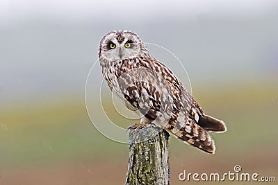 Perched Short-eared Owl, Asio flammeus, from the moors of Orkney Stock Photo