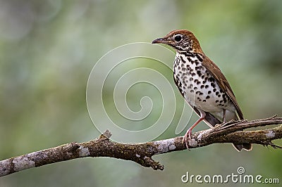 A perched wood thrush Stock Photo