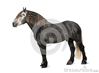 Percheron, 5 years old, a breed of draft horse Stock Photo