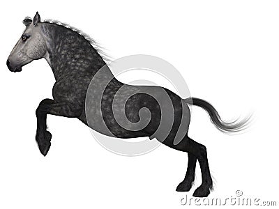Percheron, a breed of draft horse Stock Photo