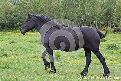 Galloping Percheron Draft Horse Stock Photo