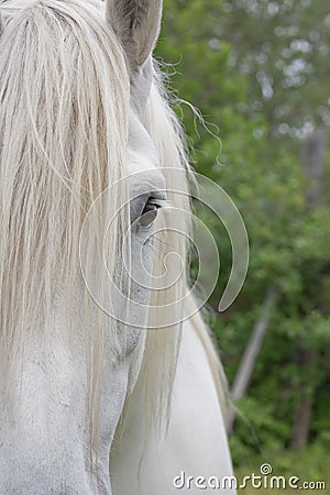 Percheron Draft Horse Half Face Stock Photo