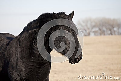 Percheron horse Stock Photo