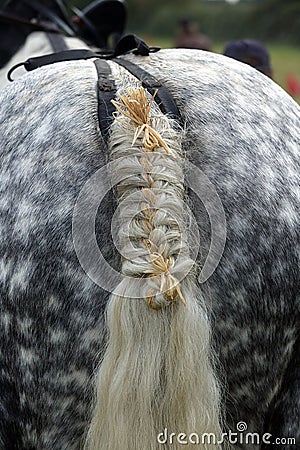 PERCHERON HORSE, CLOSE-UP OF BRAIDED TAIL, NORMANDY IN FRANCE Stock Photo