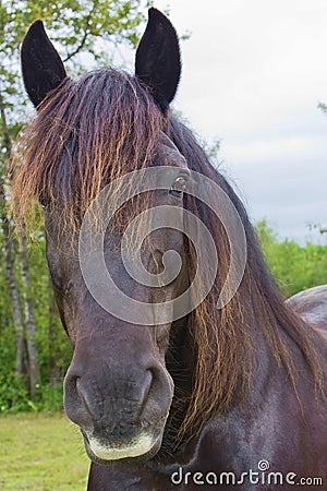 Percheron Horse Head Shot Stock Photo