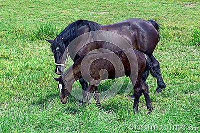 Percheron Horse With Her Foal Stock Photo