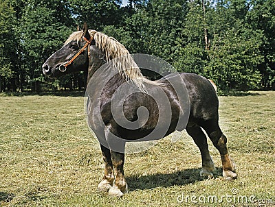 Percheron Horse, Stallion standing in Paddock Stock Photo