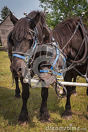 Percheron Horses Stock Photo