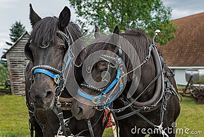 Percheron Horses Rub Heads Stock Photo