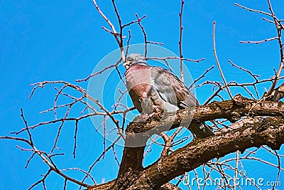 Perching on the Bough Stock Photo