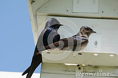 Perching Pair Of Purple Martins Stock Photo