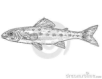 Percopsis omiscomaycus or trout-perch grounder or sand minnow Freshwater Fish Cartoon Drawing Stock Photo