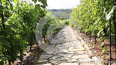 Percorso di pietra attraverso il paesaggio della vigna di estate Percorso di pietra attraverso il paesaggio della vigna di estate