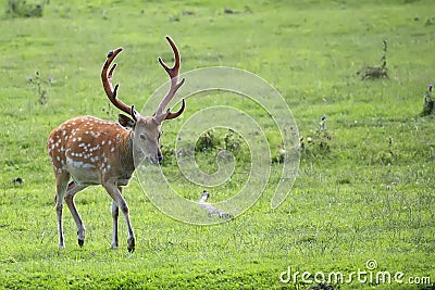 Pere David`s deer in a clearing Stock Photo