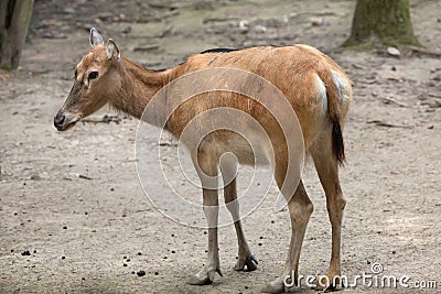 Pere David`s deer Elaphurus davidianus Stock Photo