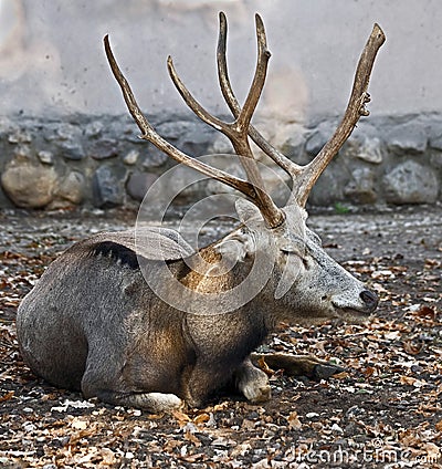 Pere David's deer 12 Stock Photo