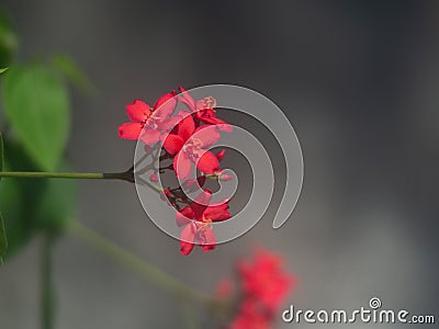 Peregrina flower Jatropha integerrima against green background. Stock Photo