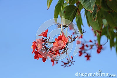 Peregrina flower (Jatropha integerrima). Stock Photo