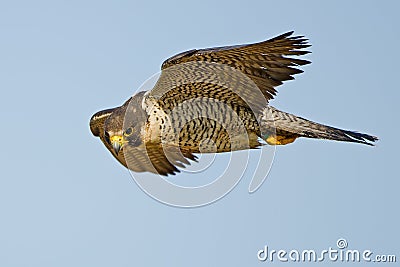 Peregrine Falcon Stock Photo