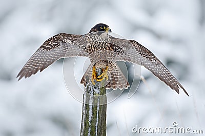 Peregrine Falcon, Bird of prey sitting on the tree trunk with open wings during winter with snow, Germany Stock Photo