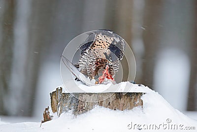 Peregrine Falcon, bird of prey sitting on the tree trunk with open wings during winter with snow, Germany. Falcon witch catch dove Stock Photo