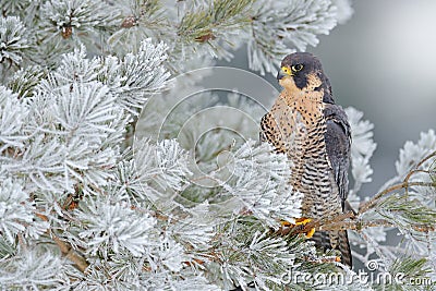 Peregrine Falcon, bird of prey with snow sitting on the white rime pine tree, dark green forest in background, action scene in the Stock Photo