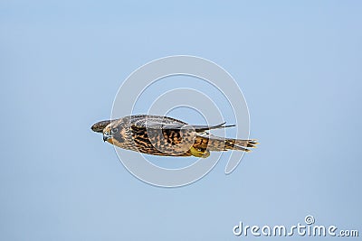 Peregrine falcon bird soaring against a bright blue sky Stock Photo