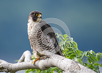 Peregrine Falcon on a Branch Stock Photo