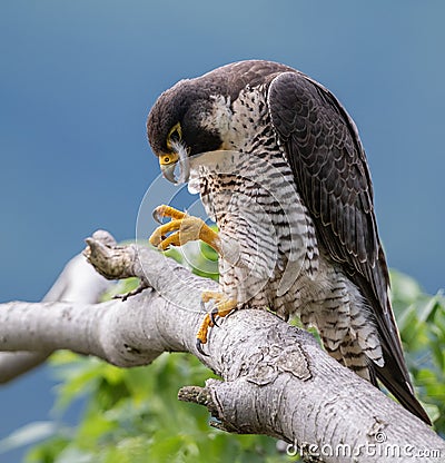 Peregrine Falcon on a Branch Stock Photo