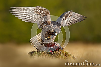 Peregrine falcon with catch Pheasant. Beautiful bird of prey Peregrine Falcon feeding kill big bird on the green moss rock. Stock Photo