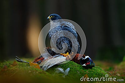 Peregrine falcon with catch Pheasant. Beautiful bird of prey Peregrine Falcon feeding kill big bird on the green moss rock with da Stock Photo