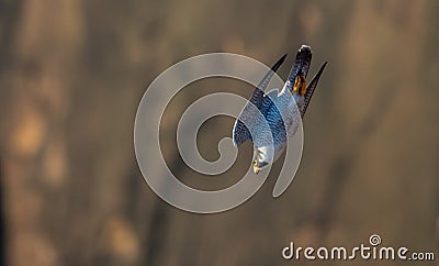 Peregrine Falcon Stock Photo