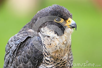Peregrine falcon Stock Photo