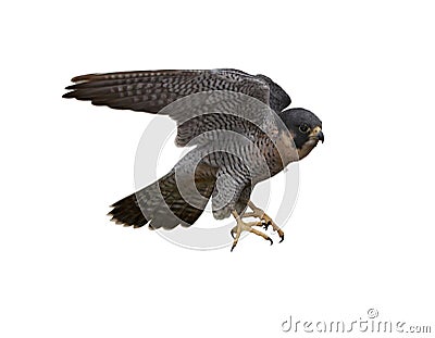 Peregrine Falcon Stock Photo