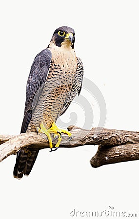 Peregrine Falcon Falco peregrinus bird Stock Photo