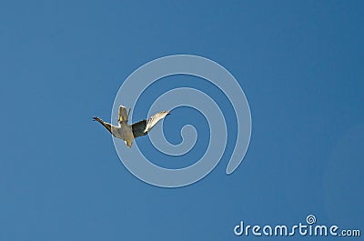 Peregrine falcon Stock Photo