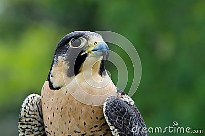 Peregrine Falcon (Falco peregrinus) Stock Photo