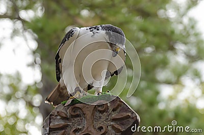 Perched peregrine falcon looking down Stock Photo