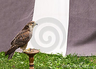 Peregrine falcon, large predatory bird on a wooden stand, fast hunter, rest before hunting Stock Photo