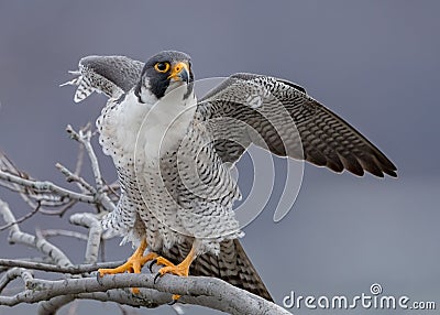 Peregrine Falcon Stock Photo