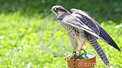 Peregrine Falcon perched on a trestle Stock Photo