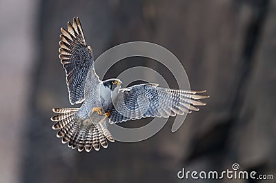 Peregrine Falcon Stock Photo