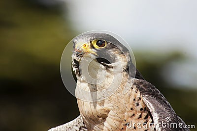 Peregrine Falcon Stock Photo