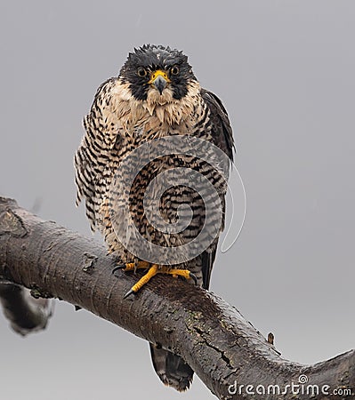 Peregrine Falcon Portrait Stock Photo