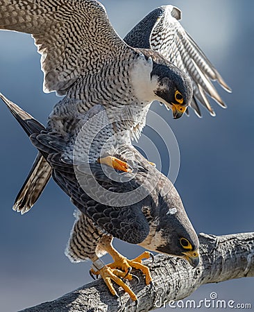Peregrine Falcon Portrait Stock Photo