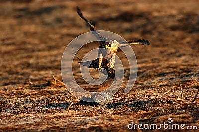 Peregrine falcon on prey Stock Photo