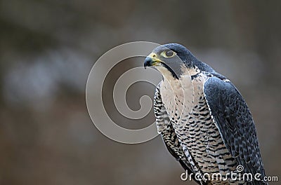 Peregrine Falcon Profile Stock Photo