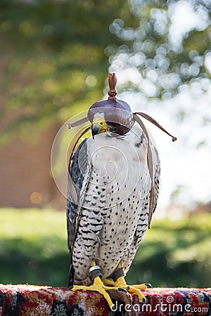 Peregrine falcon resting after bird show, Hungary Stock Photo