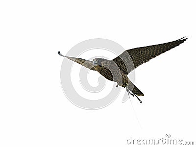 Peregrine Falcon is soaring into the air , isolated Stock Photo